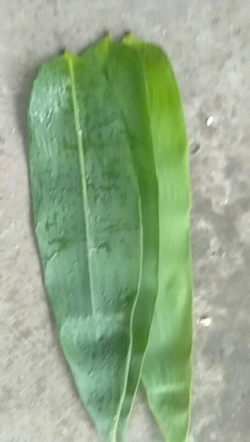 麻竹叶，量大价格优惠，欢迎订货