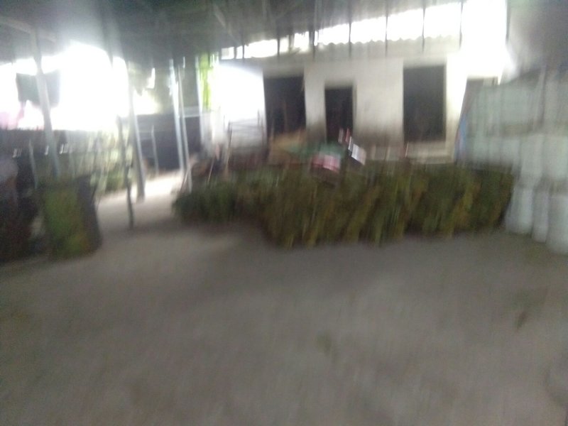 麻竹叶，量大价格优惠，欢迎订货