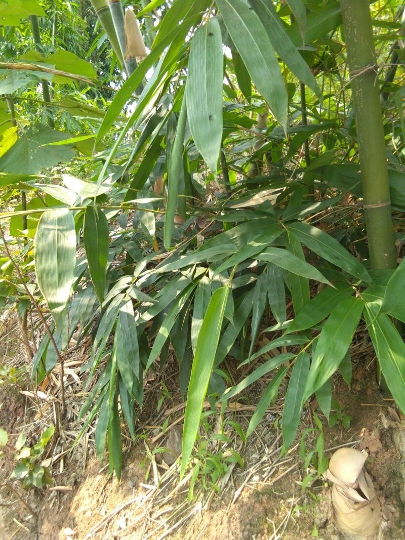 麻竹叶，量大价格优惠，欢迎订货