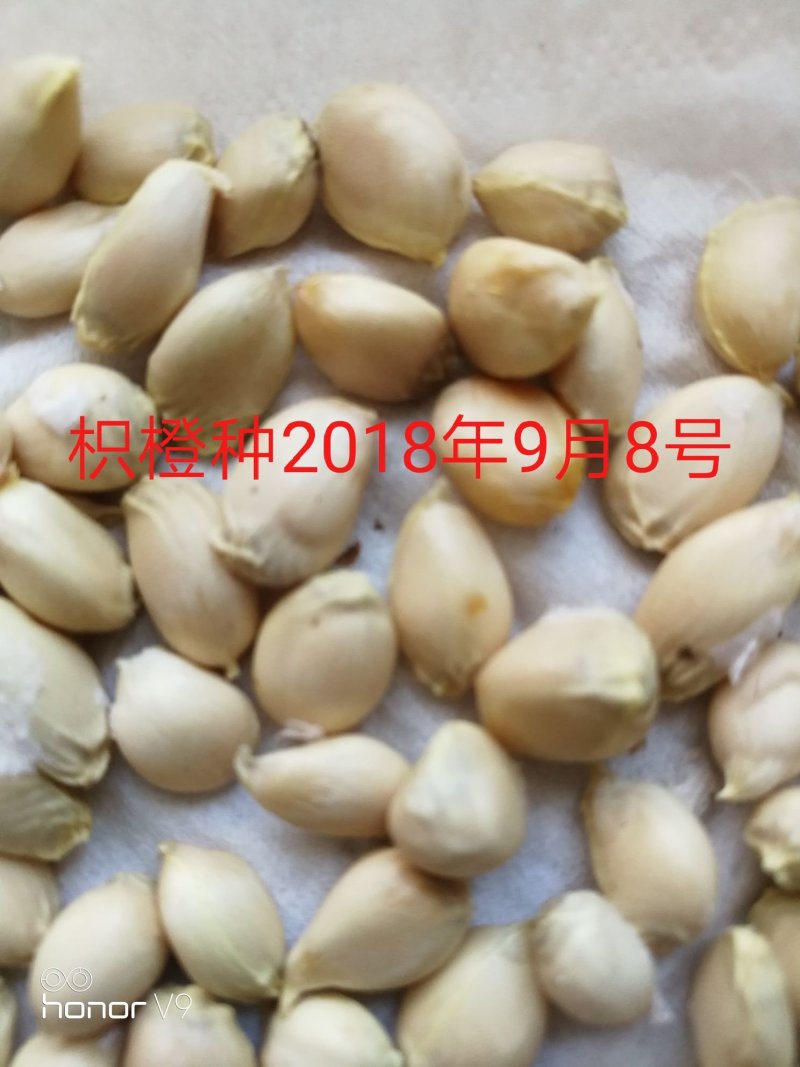 常年大量供应。枳橙。枳壳