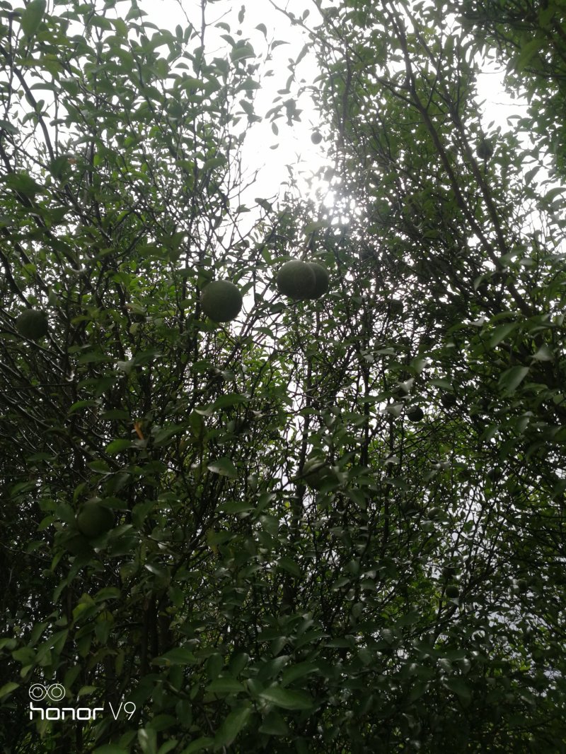 常年大量供应。枳橙。枳壳