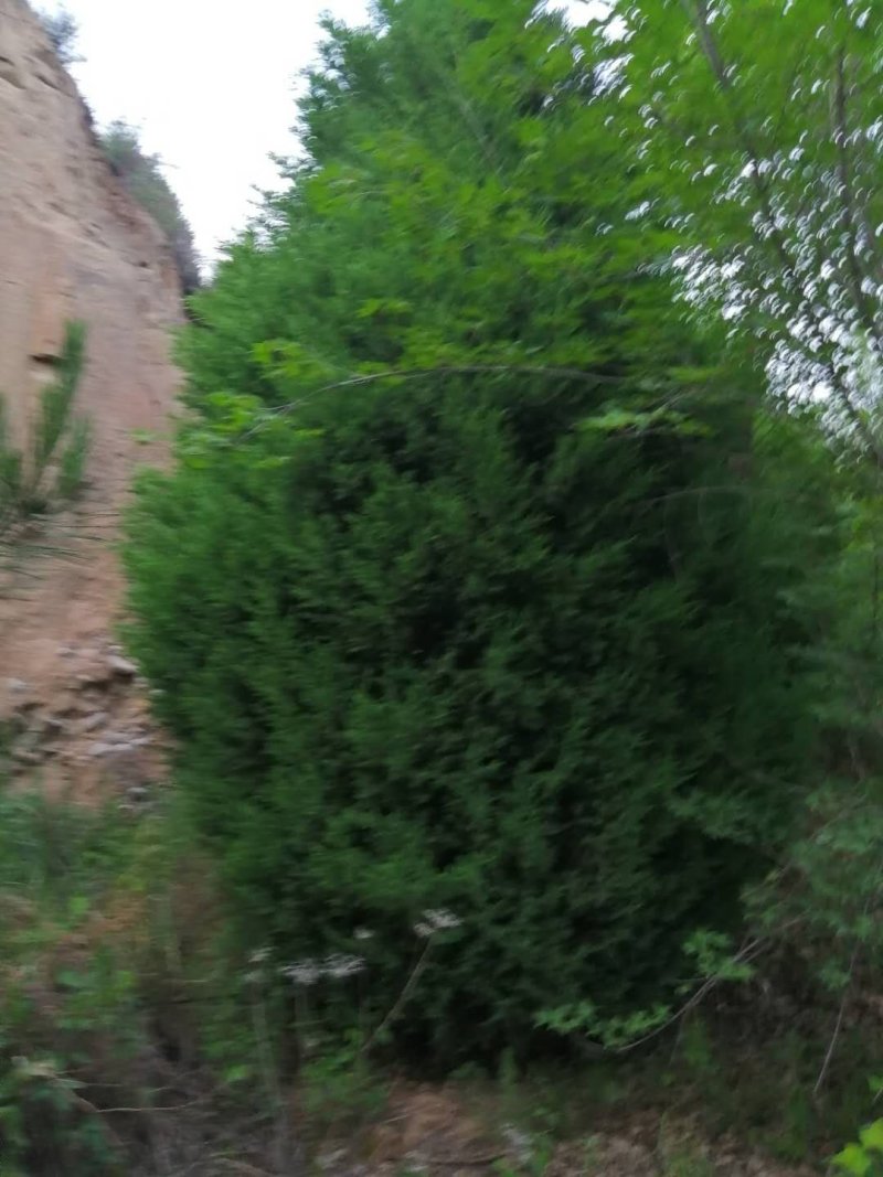桧柏苗
