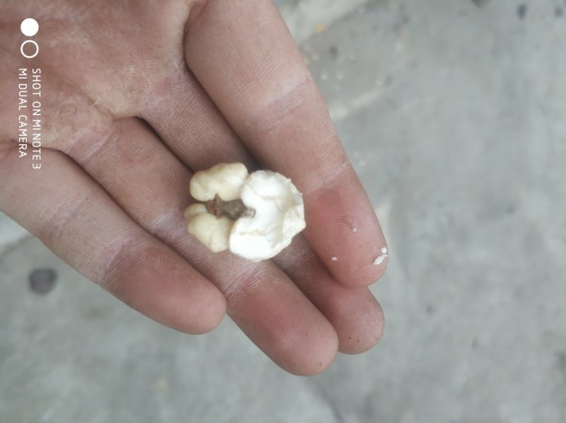 贵州百年老树干核桃包邮