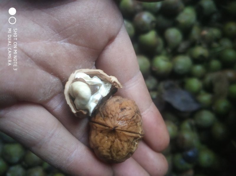 贵州百年老树干核桃包邮