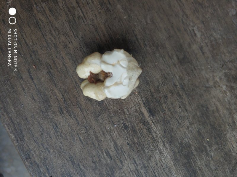贵州百年老树干核桃包邮