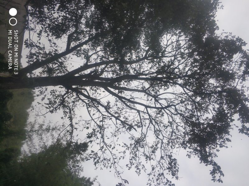 贵州百年老树干核桃包邮