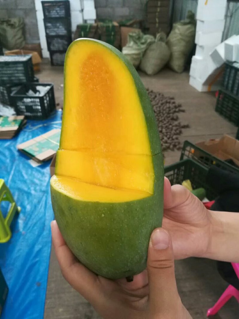 越南大青芒