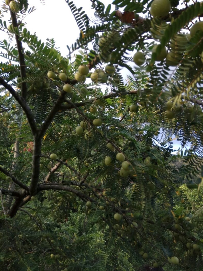 普宁云鹤甜种余甘果苗小杯苗，中杯苗。