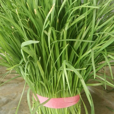 大叶韭菜，平刀，二刀