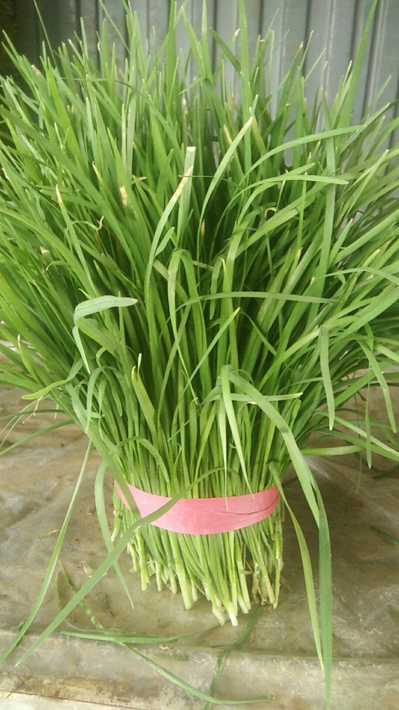 大叶韭菜，平刀，二刀
