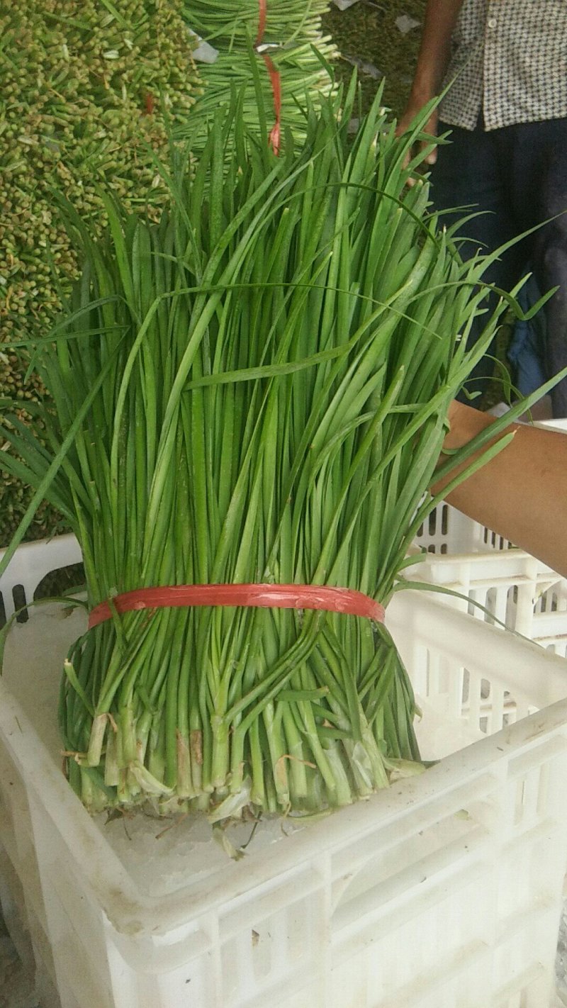 大叶韭菜，平刀，二刀