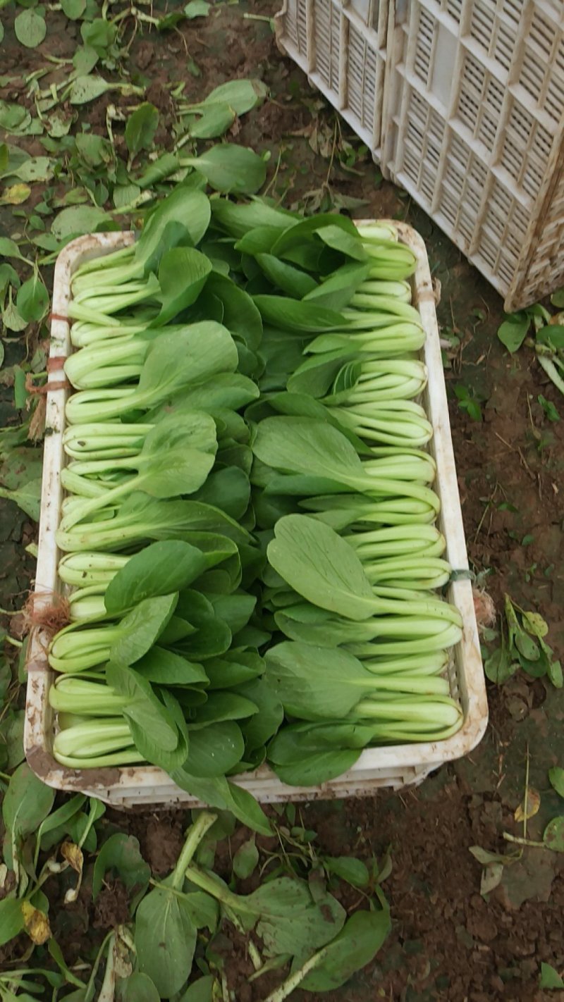 山东基地直供，精品上海青，小油菜，常年供应保质保量，