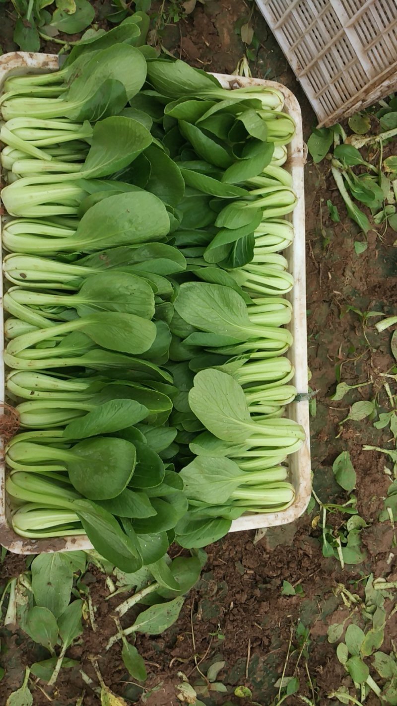 山东基地直供，精品上海青，小油菜，常年供应保质保量，