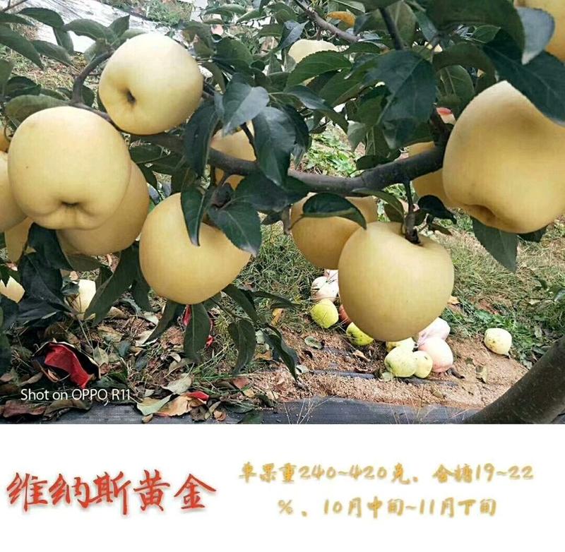 维纳斯黄金苹果苗矮化众成一号苹果苗瑞阳苹果苗包成活