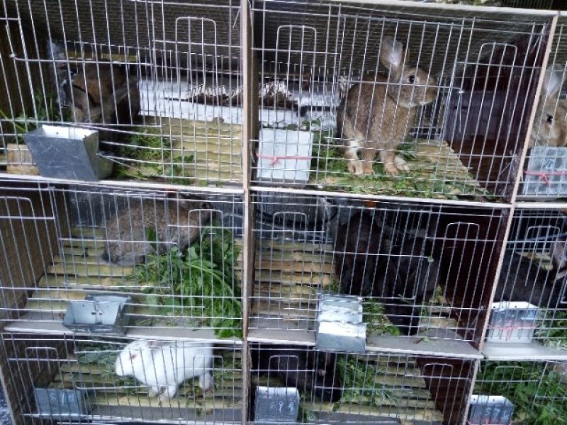 大量出售各种杂交野兔和家兔