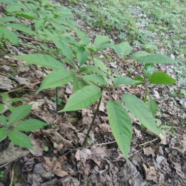 竹节参（白三七）