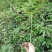 竹节参（白三七）