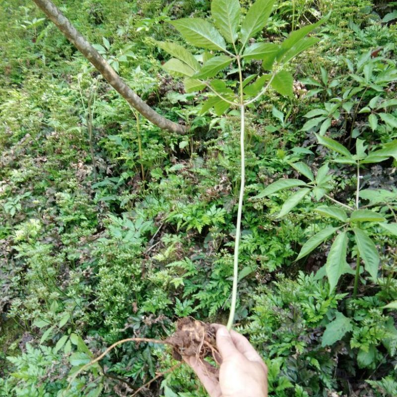 竹节参（白三七）