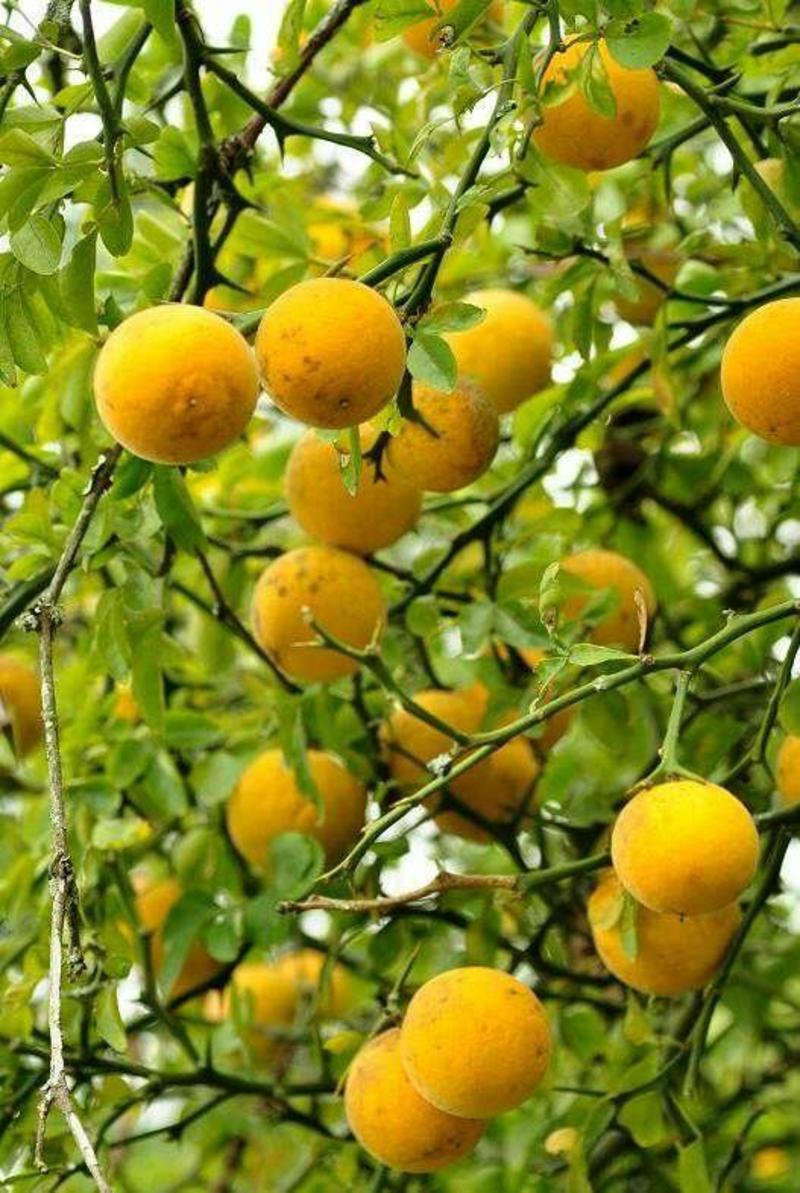 枸橘苗枳壳苗，枳壳种子，构橘种子铁篱笆种子