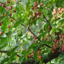 大红袍花椒树苗50~80cm现起现发