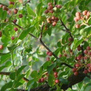 大红袍花椒树苗50~80cm现起现发