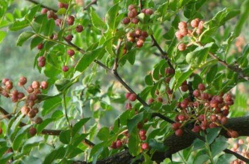 大红袍花椒树苗50~80cm现起现发