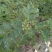 大红袍花椒树苗50~80cm现起现发