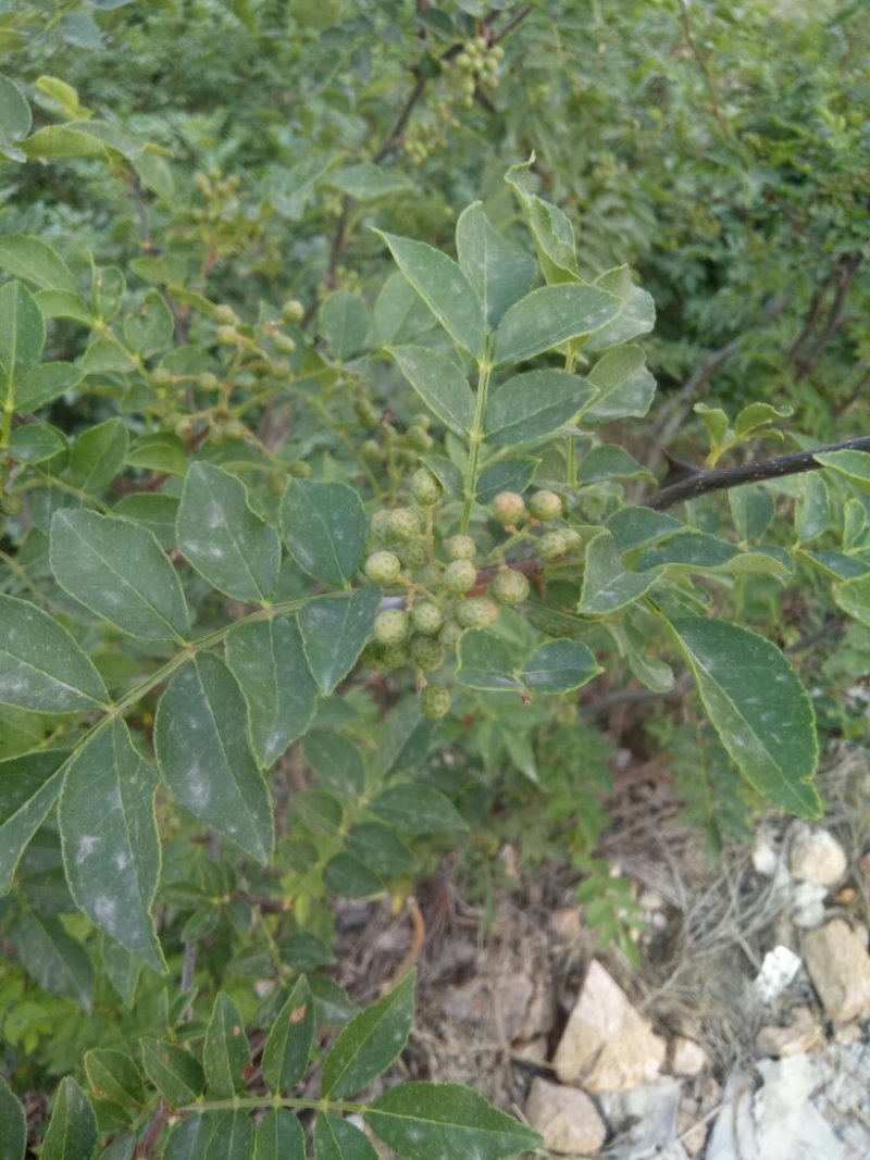 大红袍花椒树苗50~80cm现起现发