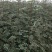 大红袍花椒树苗50~80cm现起现发
