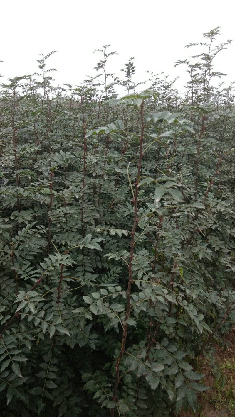 大红袍花椒树苗50~80cm现起现发