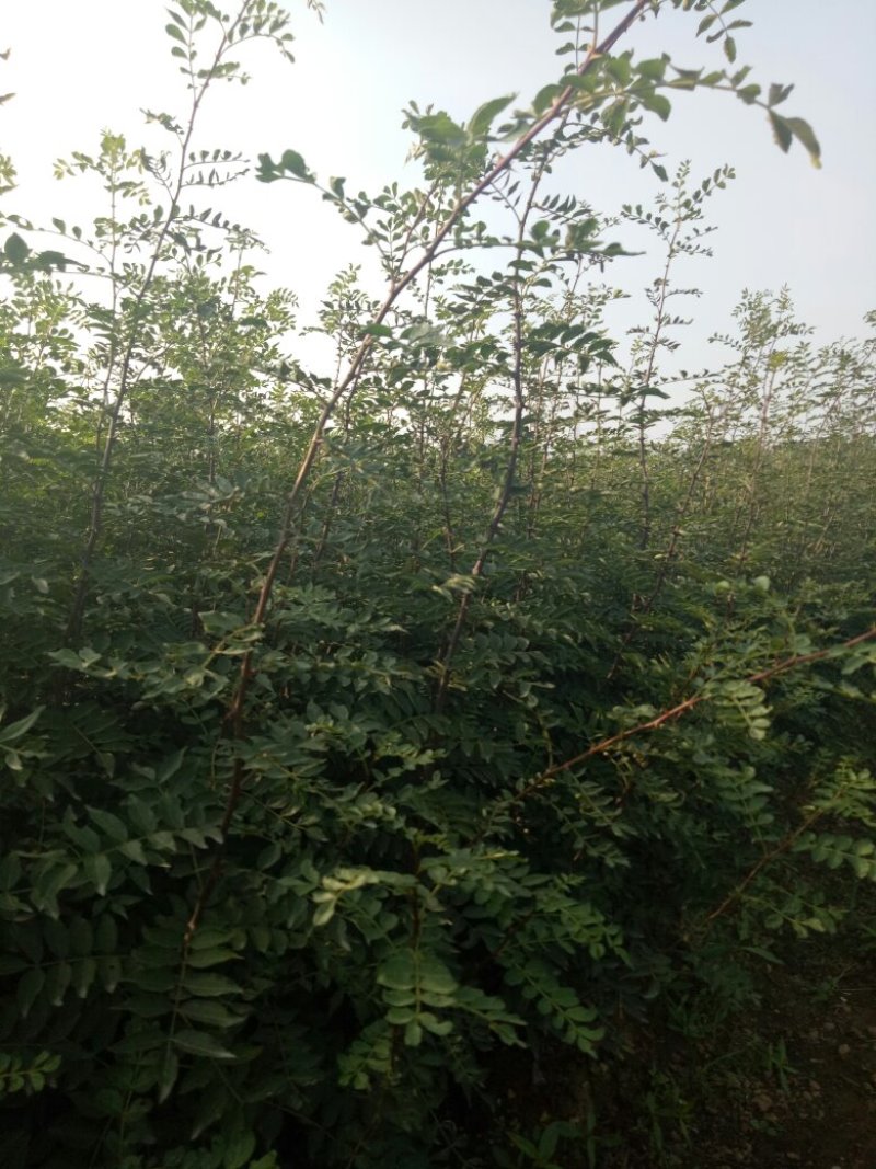 大红袍花椒树苗50~80cm现起现发