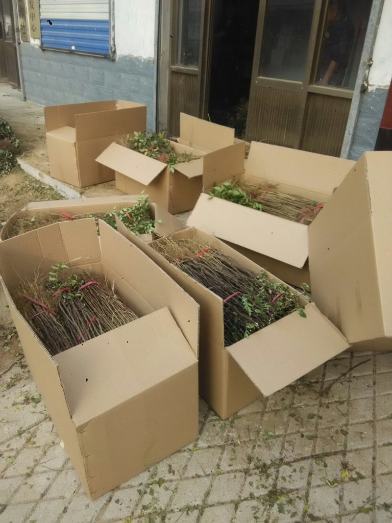 大红袍花椒树苗50~80cm现起现发