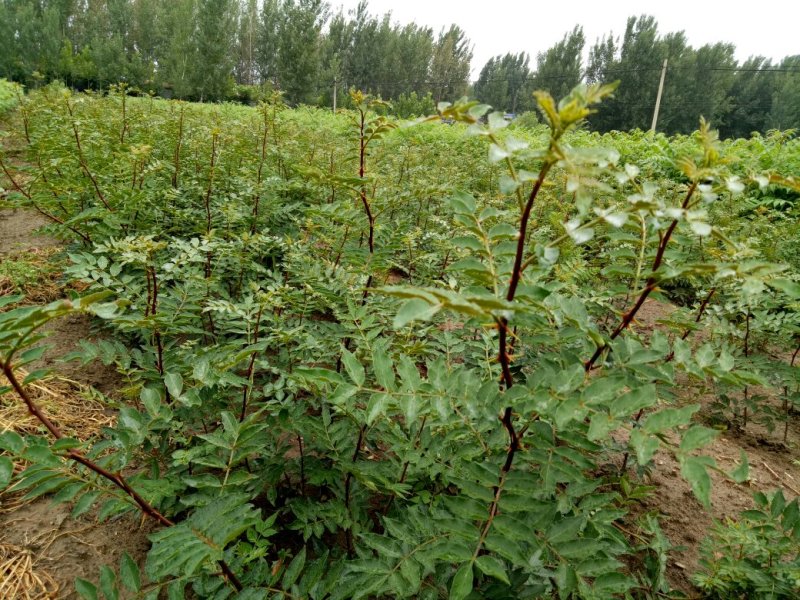 大红袍花椒树苗50~80cm现起现发
