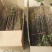 大红袍花椒树苗50~80cm现起现发