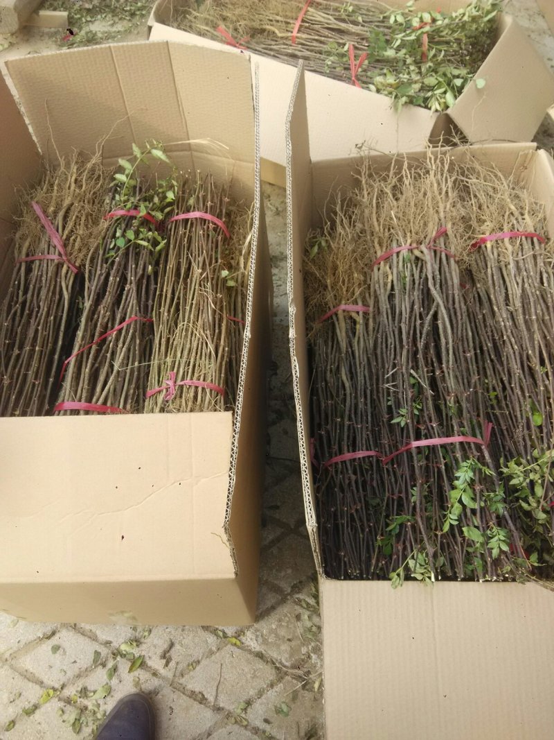 大红袍花椒树苗50~80cm现起现发