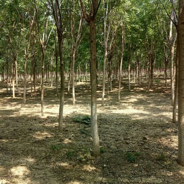国槐基地，10—18公分大苗圃货源，棵棵精品，地头装车