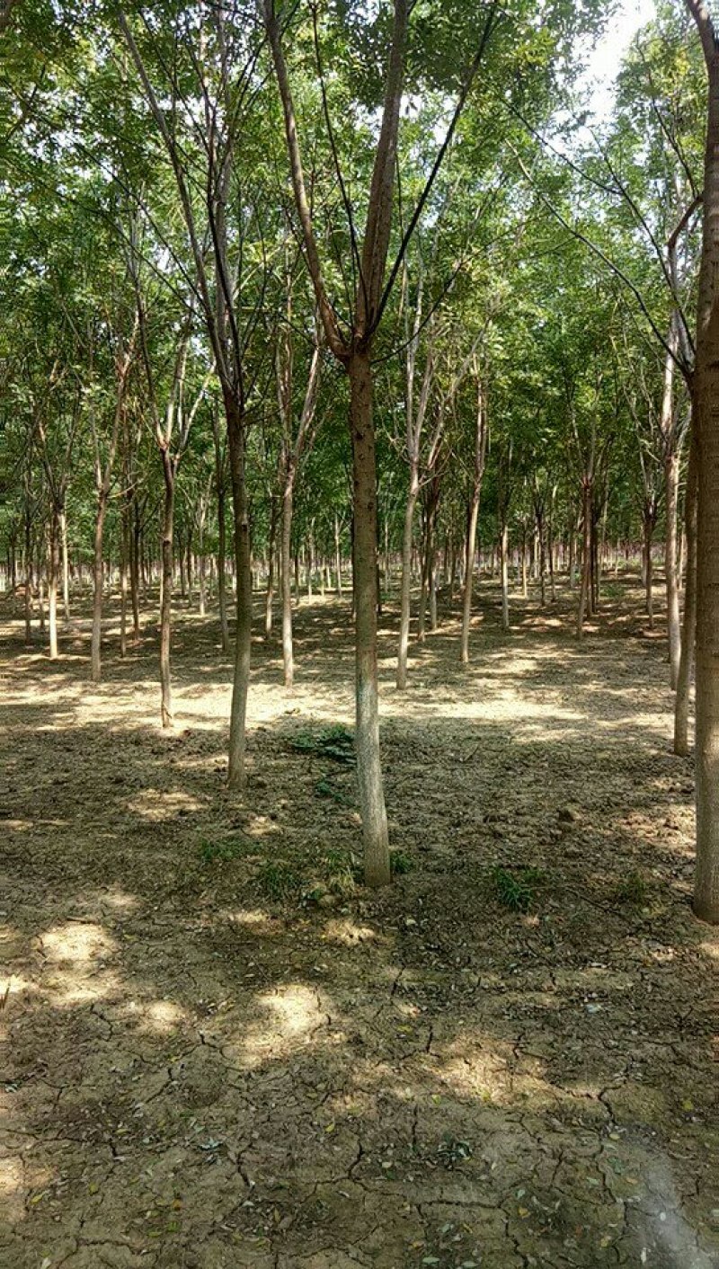 国槐基地，10—18公分大苗圃货源，棵棵精品，地头装车