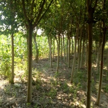 女贞基地，3—20公分大苗圃货源，棵棵精品，地头装车