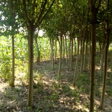 女贞基地，3—20公分大苗圃货源，棵棵精品，地头装车