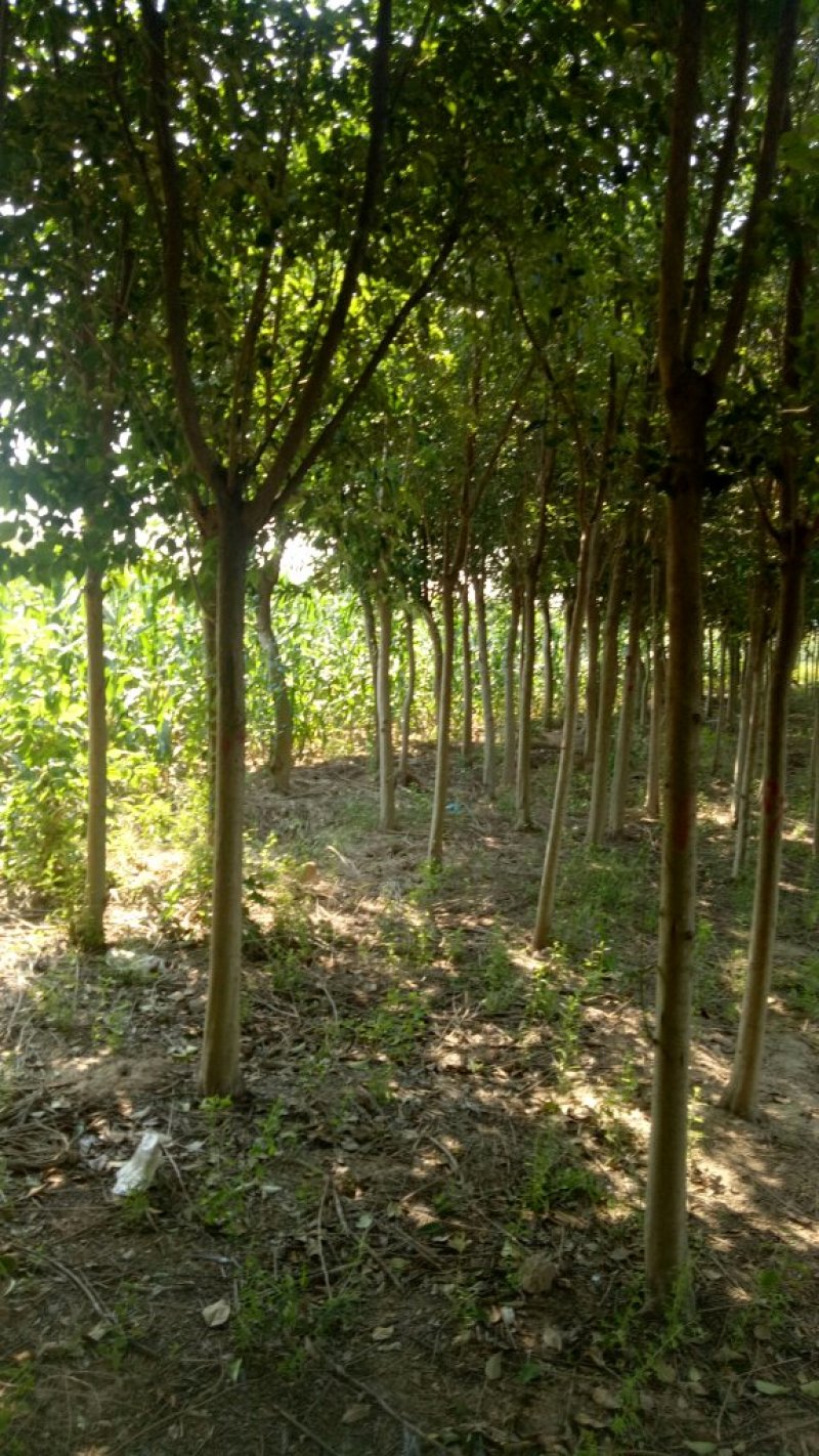 女贞基地，3—20公分大苗圃货源，棵棵精品，地头装车
