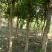 女贞基地，3—20公分大苗圃货源，棵棵精品，地头装车