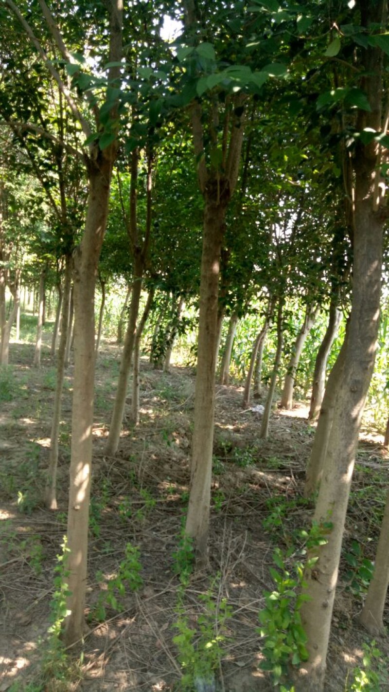 女贞基地，3—20公分大苗圃货源，棵棵精品，地头装车
