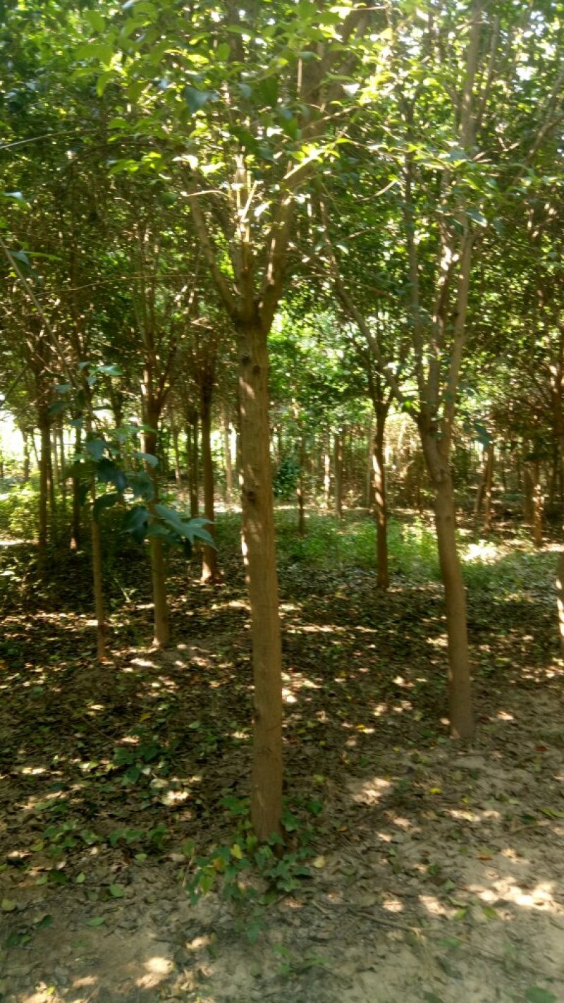 女贞基地，3—20公分大苗圃货源，棵棵精品，地头装车