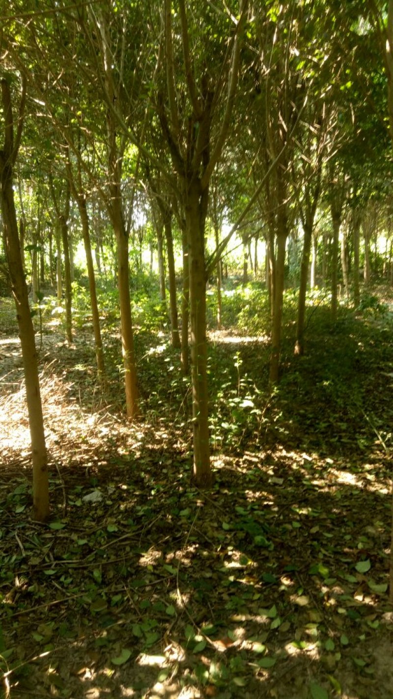 女贞基地，3—20公分大苗圃货源，棵棵精品，地头装车