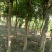 女贞基地，3—20公分大苗圃货源，棵棵精品，地头装车