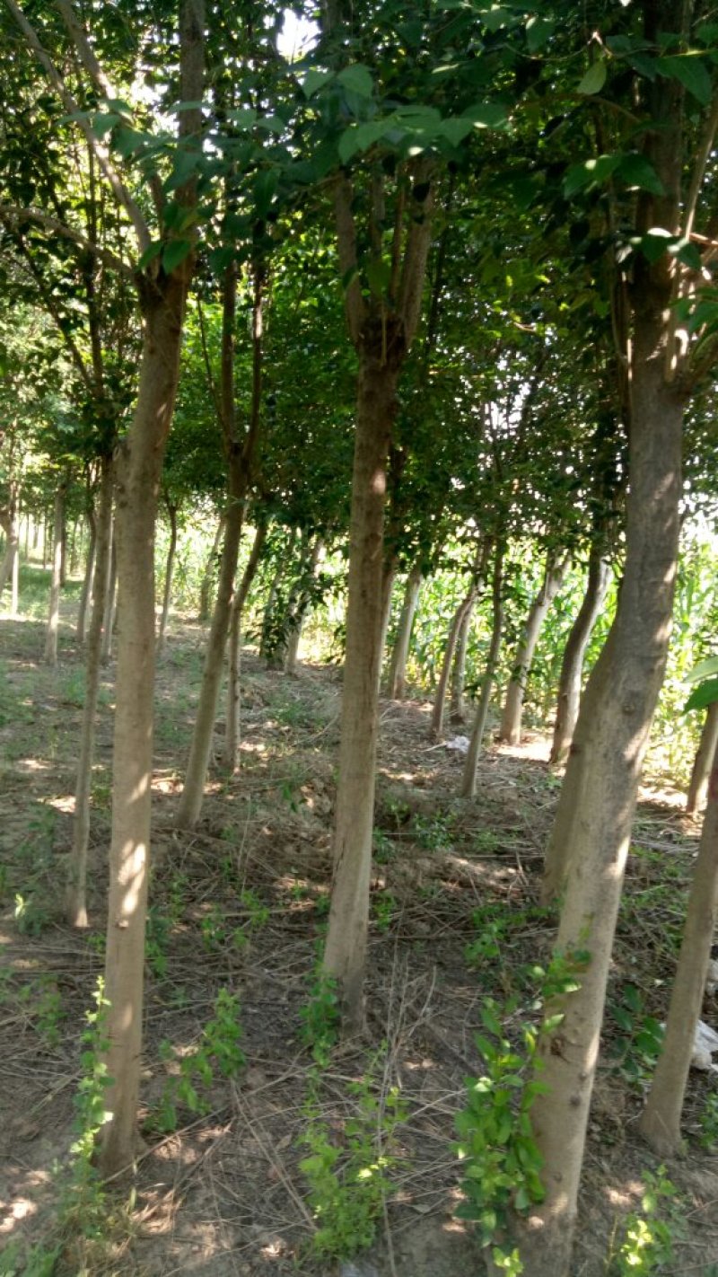 女贞基地，3—20公分大苗圃货源，棵棵精品，地头装车