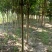 女贞基地，3—20公分大苗圃货源，棵棵精品，地头装车