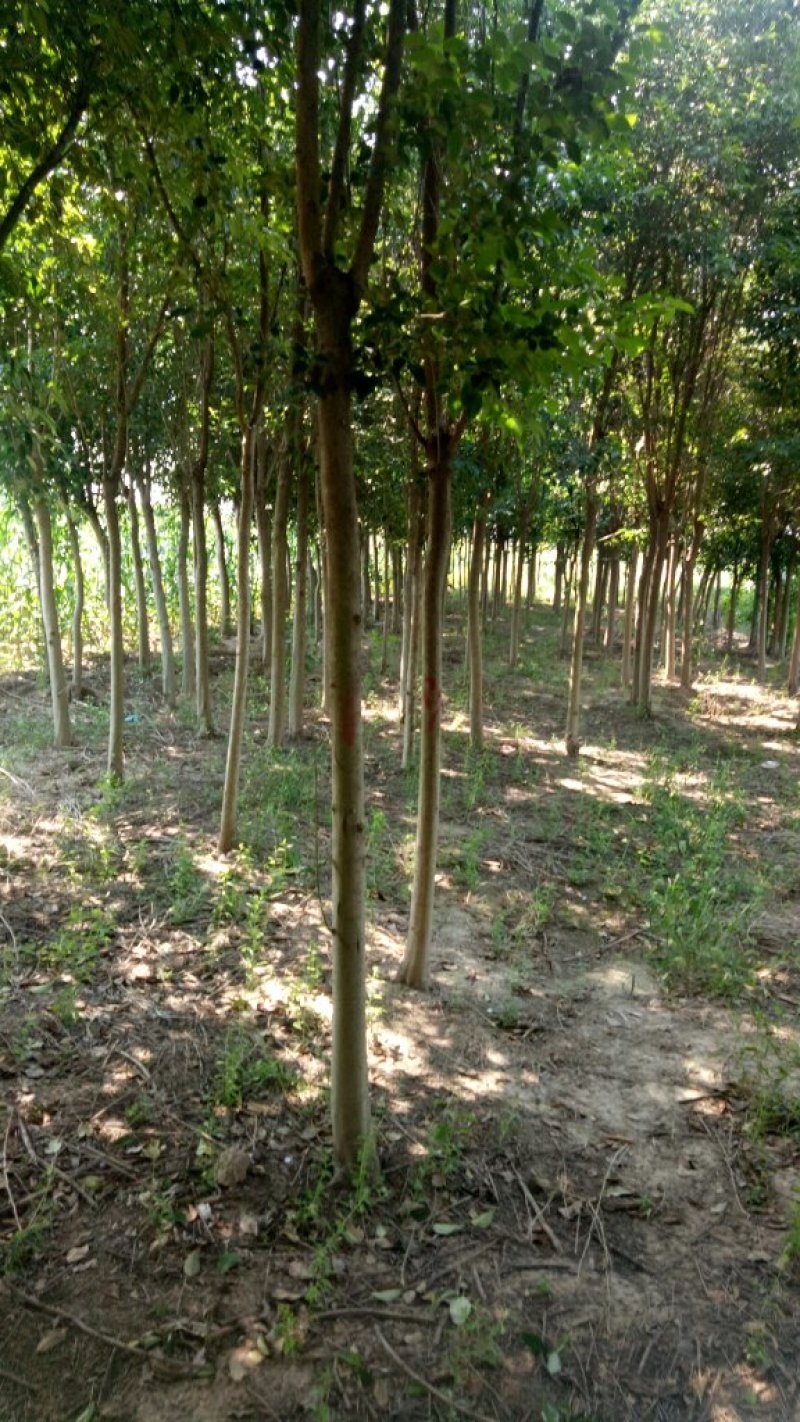 女贞基地，3—20公分大苗圃货源，棵棵精品，地头装车