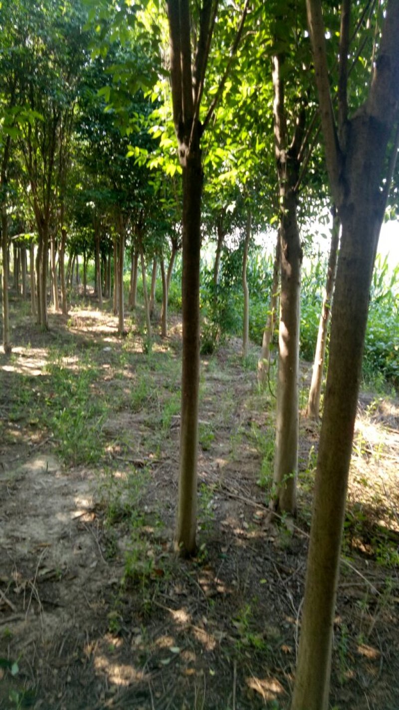 女贞基地，3—20公分大苗圃货源，棵棵精品，地头装车