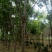 基地直发各规南栾北栾，苗圃货源量大，欢迎前来选购